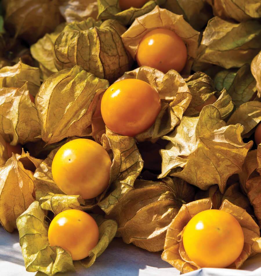 Aunt Molly Tomatillo