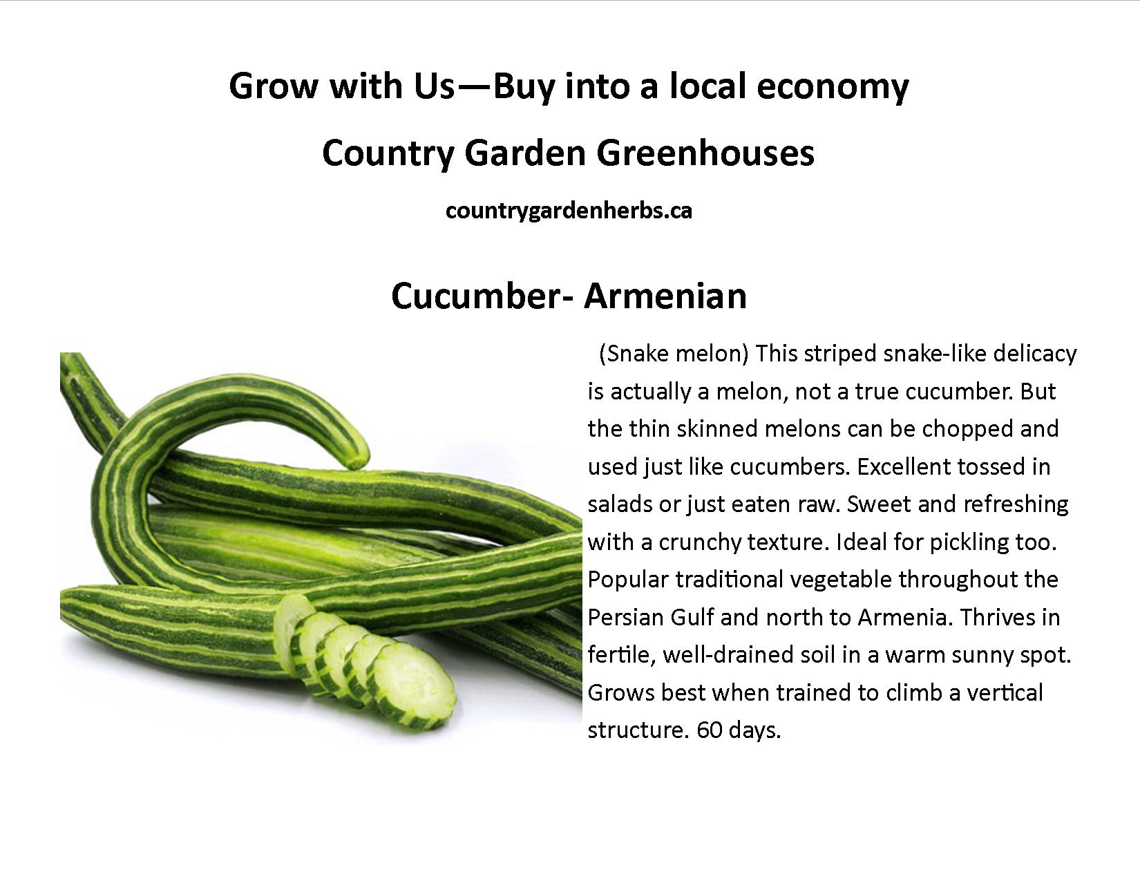 Cucumber- Armenian