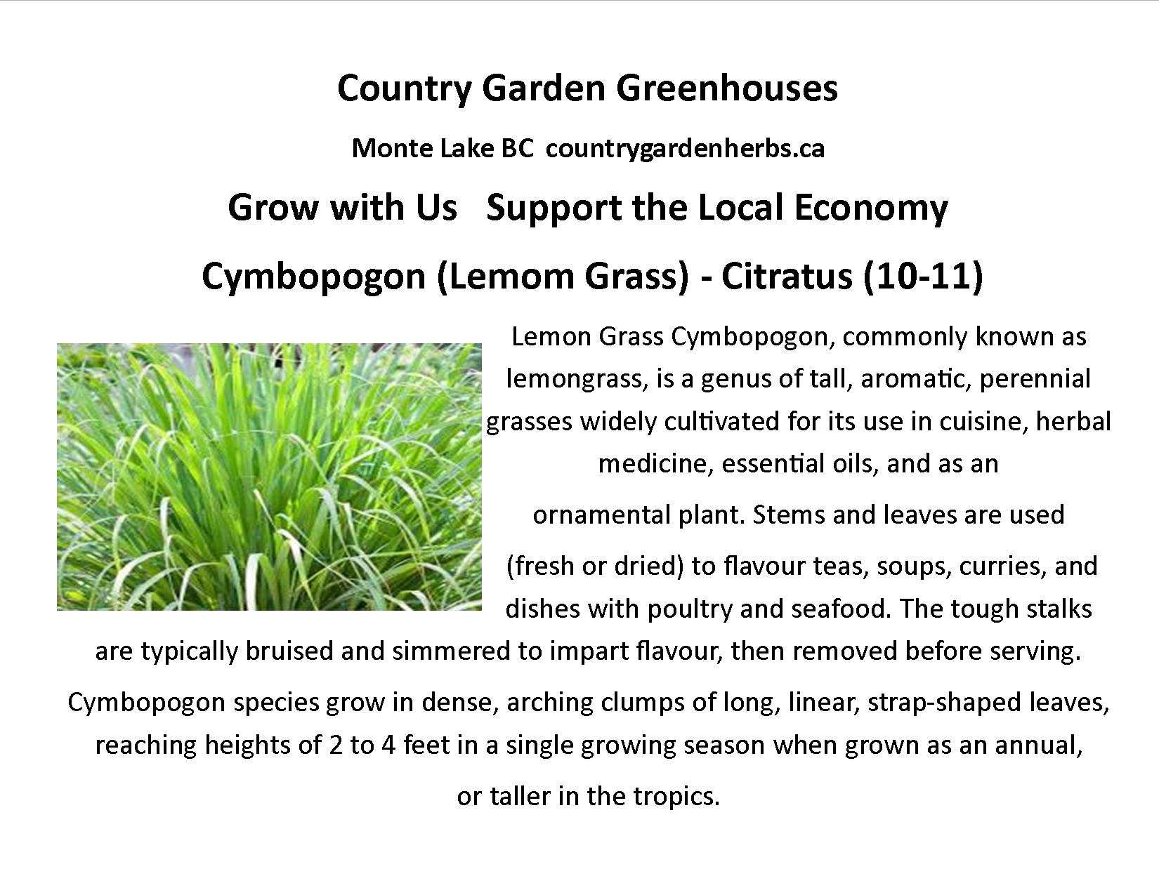 Cymbopogon (Lemom Grass)