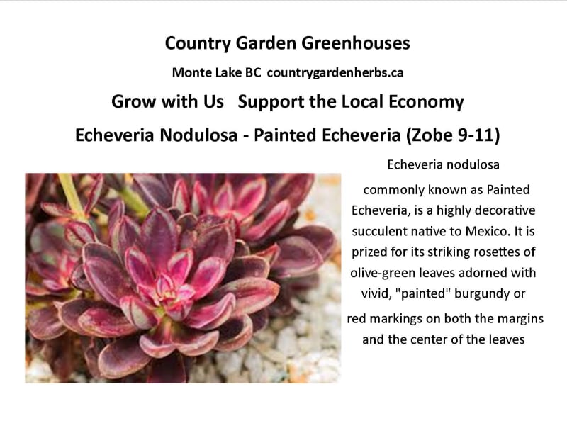 Echeveria Nodulosa - Painted Echeveria
