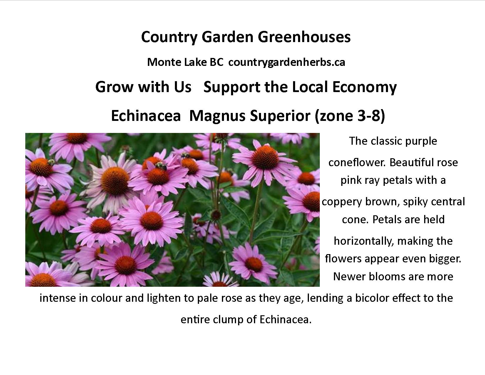 Echinacea  Magnus Superior