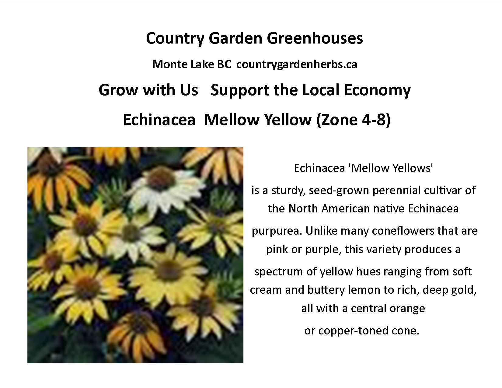 Echinacea  Mellow Yellow