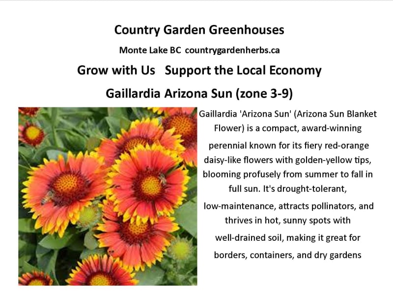 Gaillardia Arizona Sun