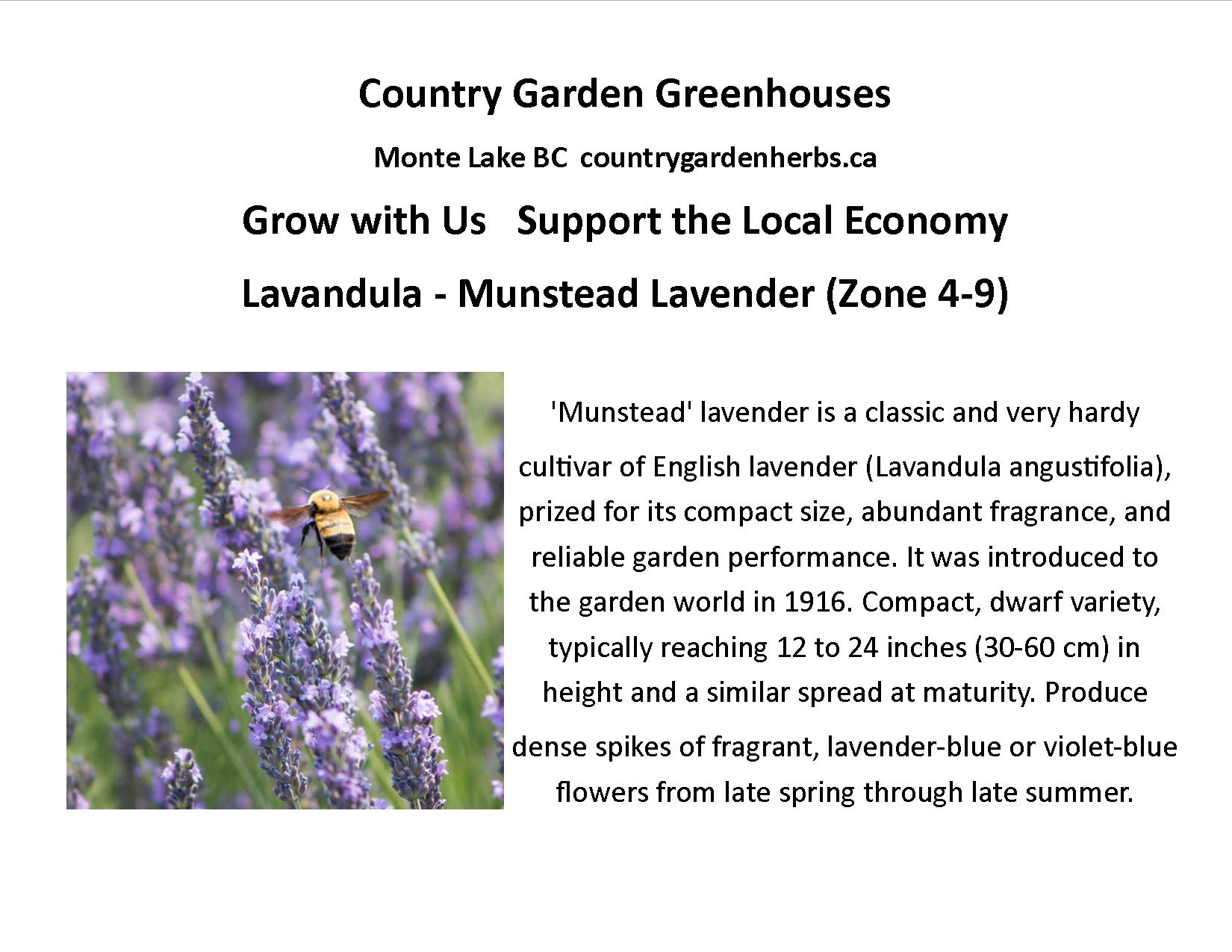 Lavandula - Munstead Lavender