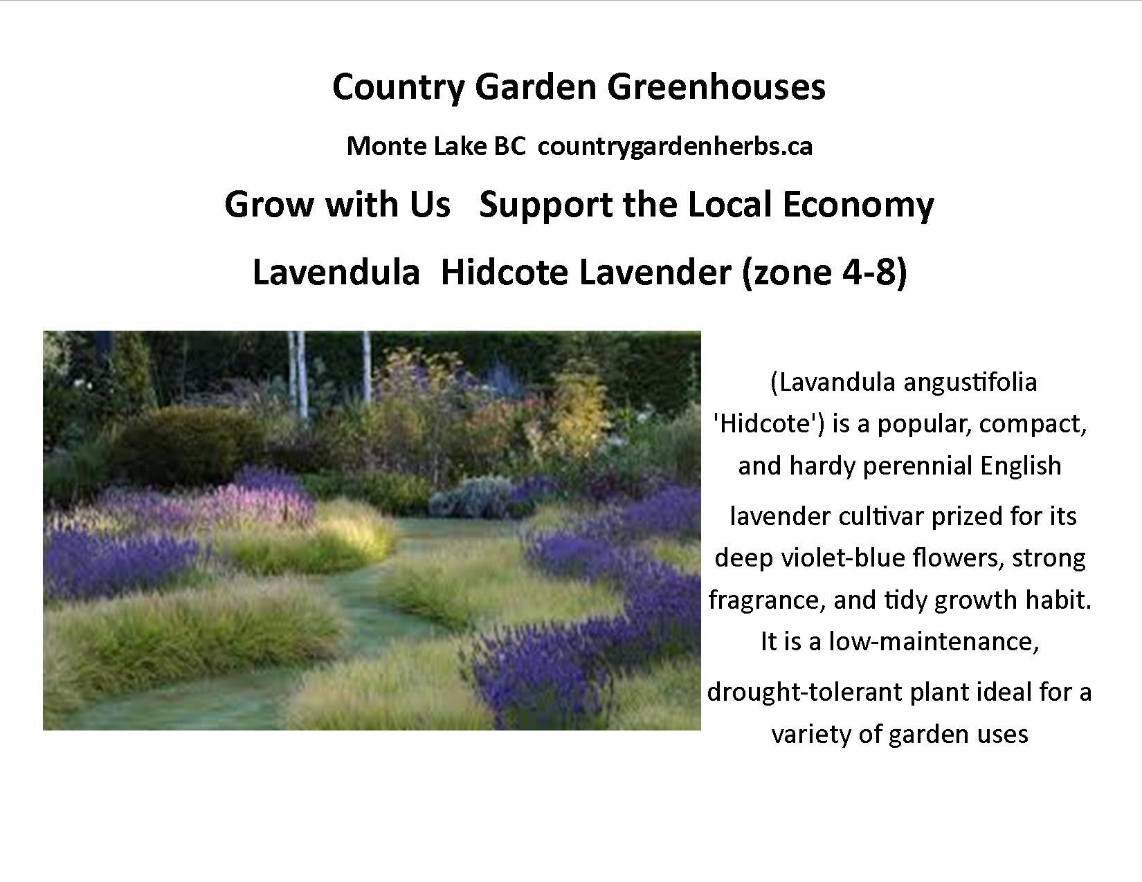 Lavendula  Hidcote Lavender