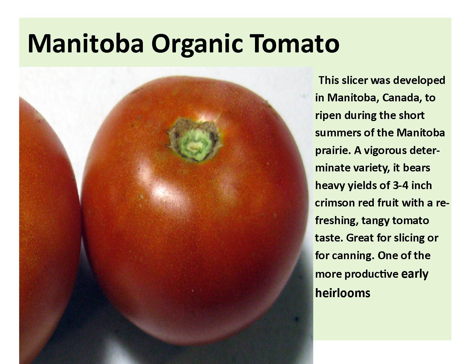 Manitoba Organic Tomato
