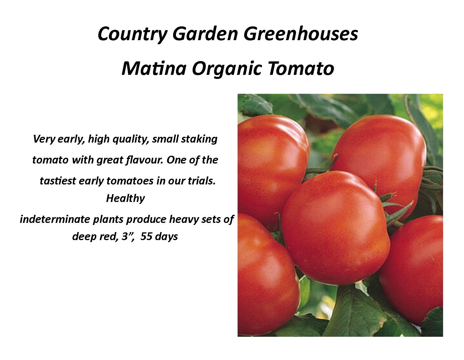 Matina Organic Tomato