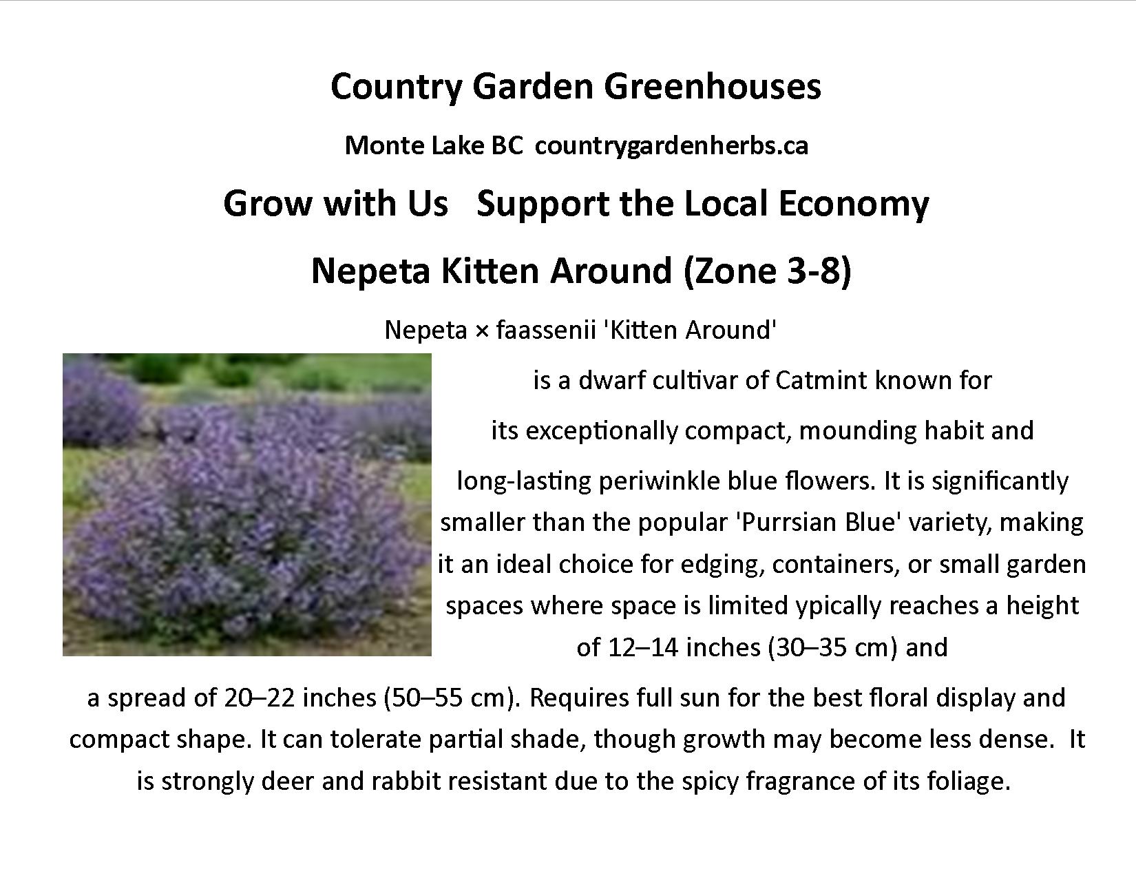 Nepeta Kitten Around