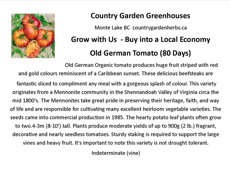 Old German Heirloom Tomato