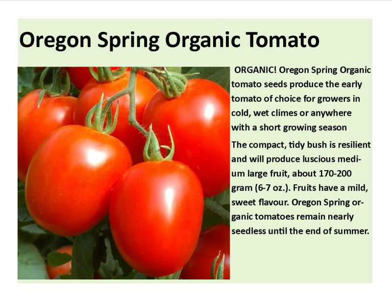 Oregon spring Tomato
