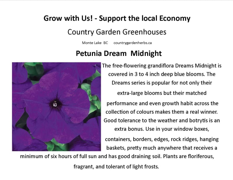 Petunia Dream  Midnight