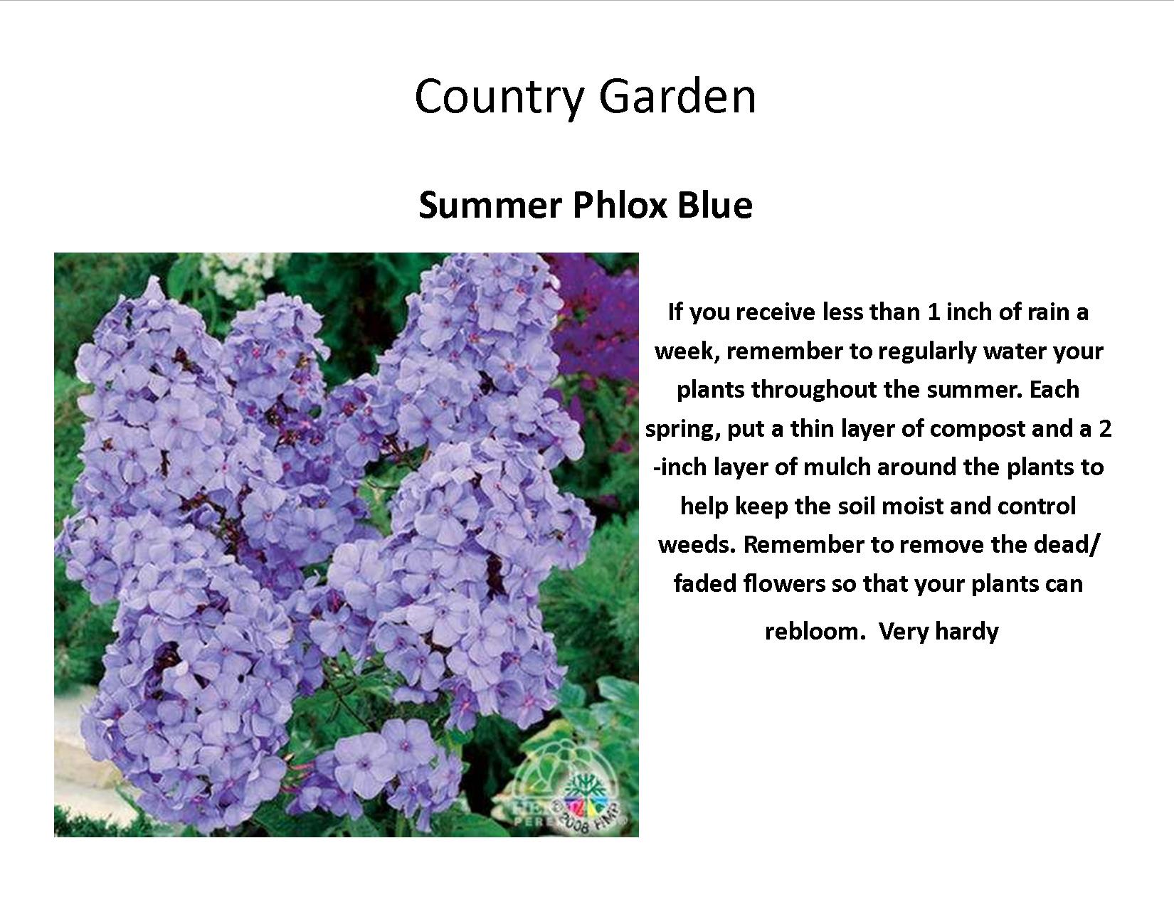 Phlox Summer Blue