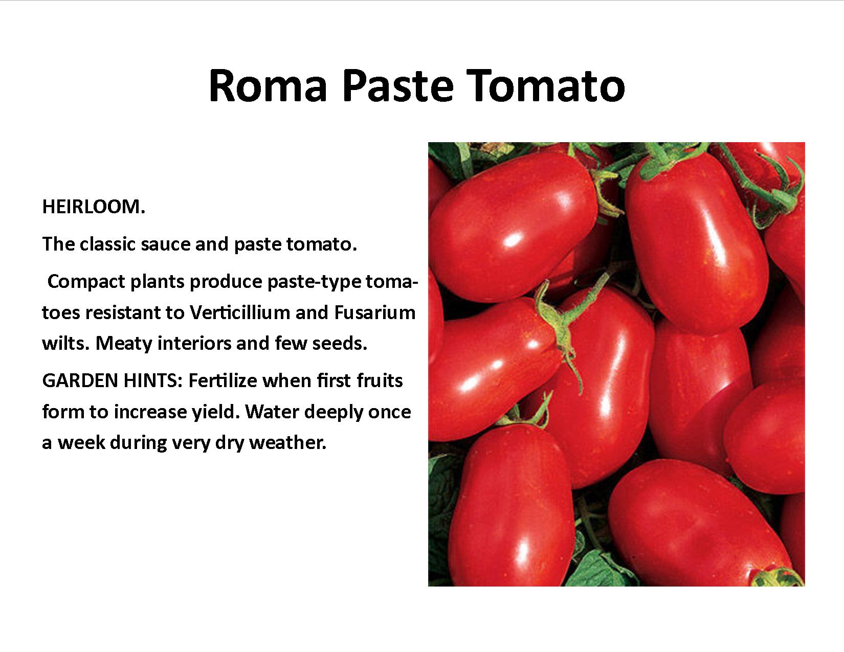 Roma Paste Tomato