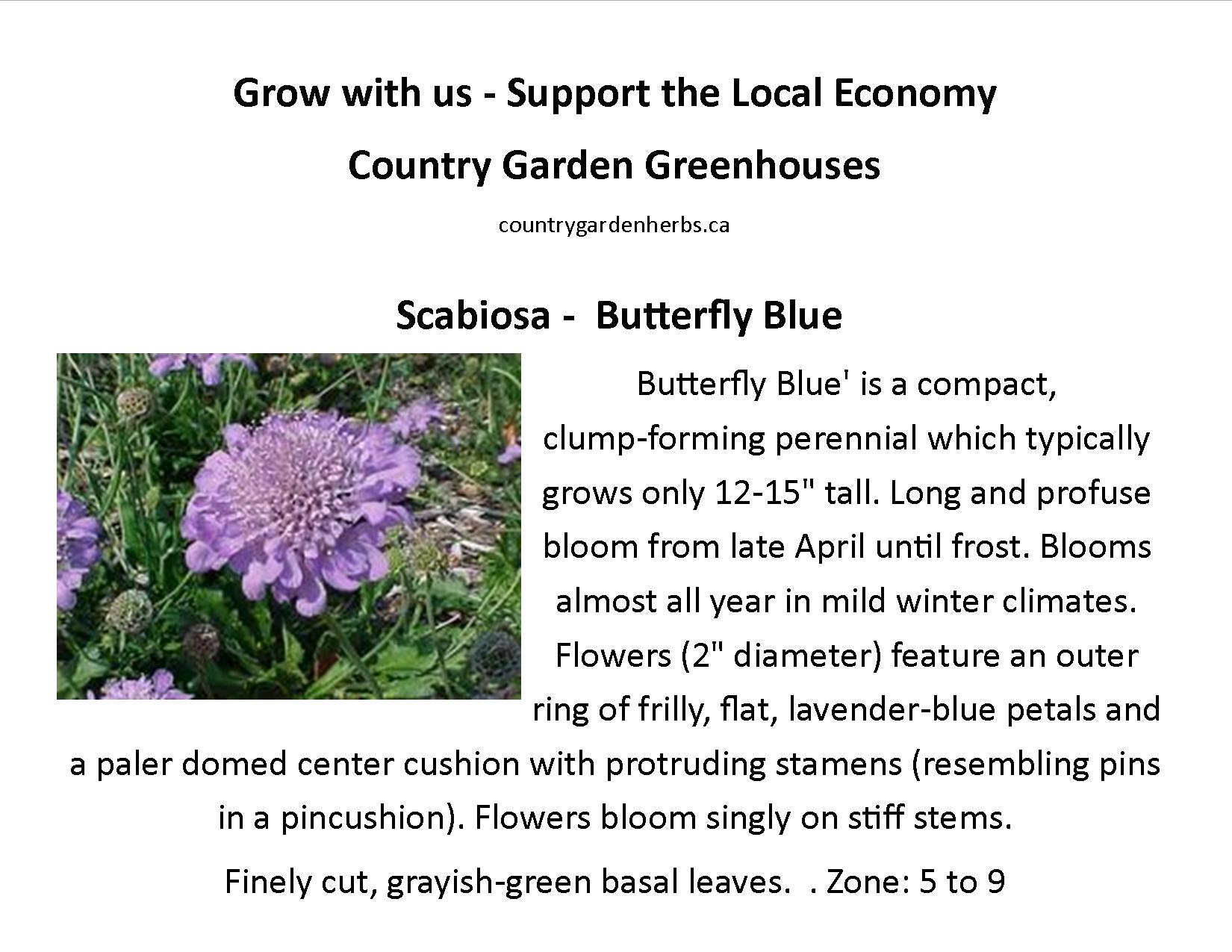 Scabiosa -  Butterfly Blue