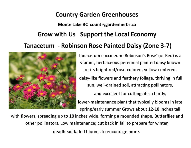 Tanacetum  - Robinson Rose Painted Daisy 