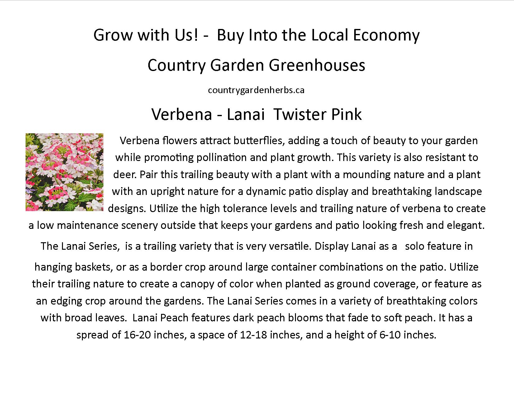 Verbena - Lanai  Twister Pink