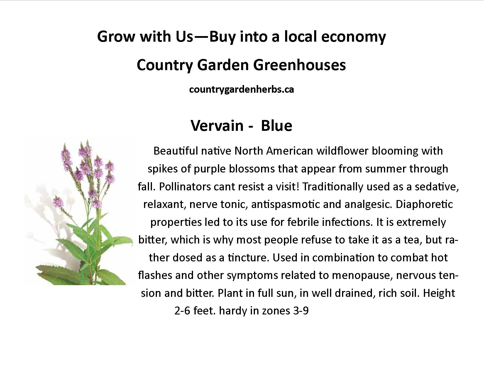 Vervain -  Blue